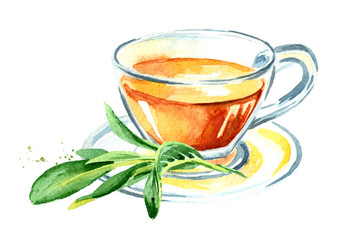 Medicinal herb Salvia officinalis. Cup of medical tea. Infusion made from sage leaves. Hand drawn watercolor illustration isolated on white background