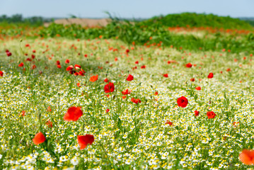 Red poppy on a meadow with a lot of white daisies or chamomile and cornflower in golden sunlight, abundance wild flower background with copy space, selected focus, narrow depth of field