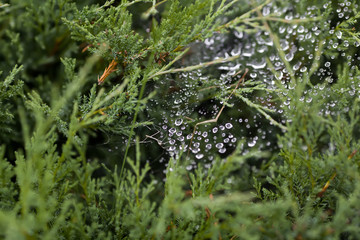 Large and small drops of water on a cobweb hanging on the juniper. Dew drops shining in the sun and...