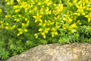 Little yellow flowers and green leaves on a rock, succulents.