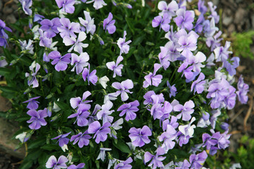 Fototapeta premium pansies