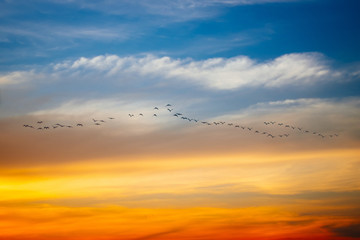 Silhouette birds flying at beautiful sunset sky (Soft focus)
