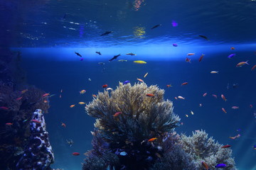 Obraz na płótnie Canvas 熱帯魚　サンゴ礁　ラグーン　水族館　水槽　海中