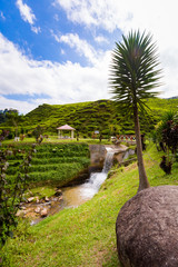 Cameron Highlands Bharat tea plantation