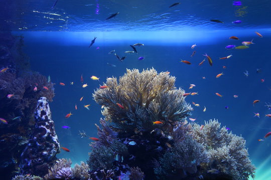 ラグーン Images Browse 2,617 Stock Photos, Vectors, and Video Adobe Stock