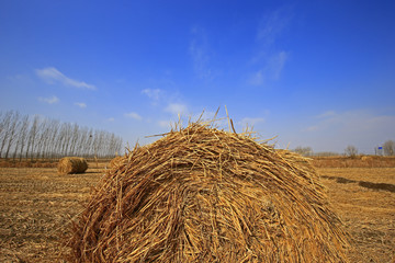 Dry straw under the blue sky