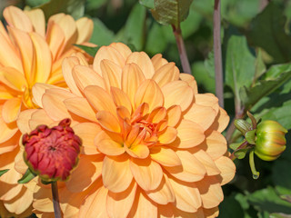 Dahlienblüten