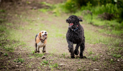 Fototapeta premium The Spoodle