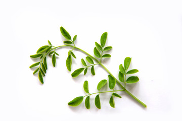 Green branch of moringa leaves  on  white  background
