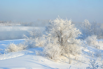 Obraz na płótnie Canvas Winter scene. Wonderland with trees covered by white snow.