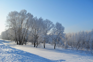 Winter scene with snow covered trees. Beautiful landscape under blue sky.