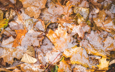 Yellow and brown autumn maple leaves on the ground covered with first snow. Abstract background