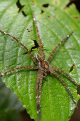 A Spider in the forest background.
