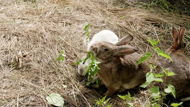 Family of rabbits eating and running around