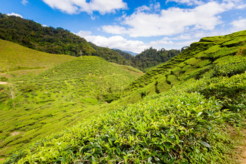 Cameron Highlands Bharat tea plantation