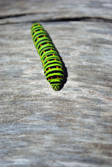 Papilio machaon (Old World swallowtail) caterpillar crawling on soft gray blurry background, top view