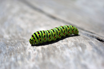 Papilio machaon (Old World swallowtail) caterpillar crawling on soft gray blurry background