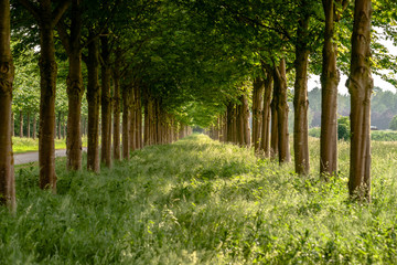 Fototapeta premium Atmospheric sunlight between a row of trees