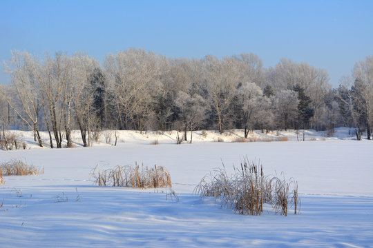 Winter scene. Trees and herbs grow on the bank of frozen river. Quiet landscape.