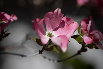 Pink Dogwoods