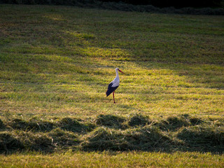 Obraz na płótnie Canvas Stork on a newly cut grass filed