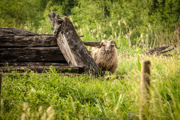 Fur horned wild ram in the pasture