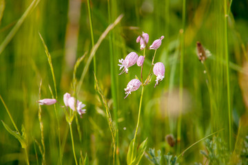 Special wild flowers between the grass
