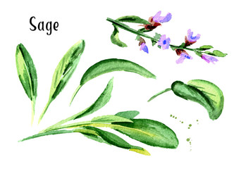 Sage. Fresh green leaf and flower set. Hand drawn watercolor illustration,  isolated on white background