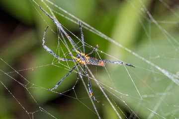 A Spider in the forest background.