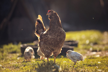 Chicken with chickens on green grass on a summer day.