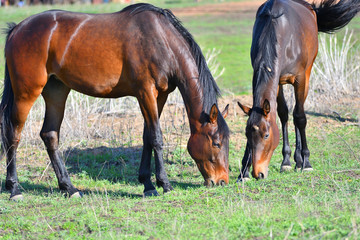 Horses at the farm