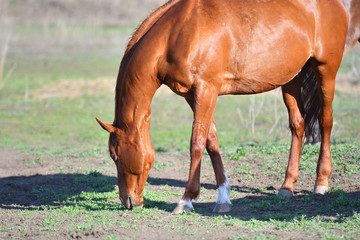 Horses at the farm