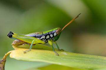 A grasshopper on leaf in the nature background