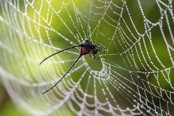A spider in the nature background is beautiful but terrifying