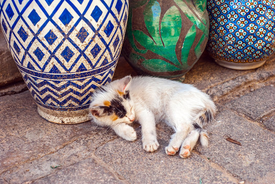 Cute Baby cat sleeping next to a traditional blue patterned vase. Old Medina of Fes, Morocco. Close-up.