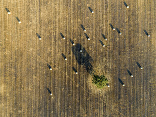 Aerial rolled hay farmland fields countryside landscape in Alentejo, destination region.