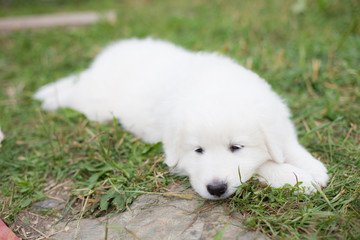 Close-up Portrait of cute puppy breed maremmano abruzzese sheepdog lying in the green grass in summer. White fluffy maremma puppy looks like a cloud