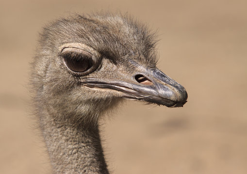 portrait of a young ostrich
