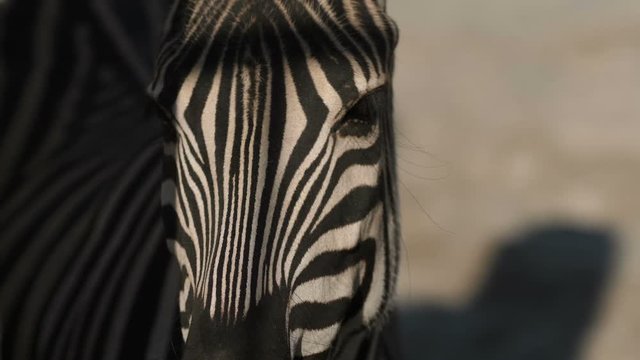 Zebra head close-up, big eyes