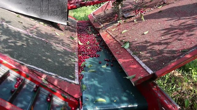 Machine vibrator for harvesting sweet cherry