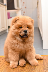 Chow chow puppy in the house. Purebred red dog chow chow