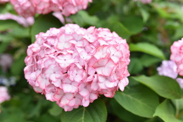 ピンクのあじさい