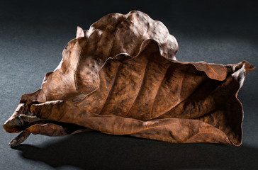 still life study of dried leaves from the fiddle leaf fig