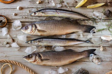 Fresh uncooked sea fish with lemon, crushed ice, seashells, ropes and stones on rustic wooden board, top view