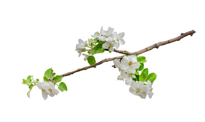 Beautiful lush branch of white lilac isolated on white background. Design element.