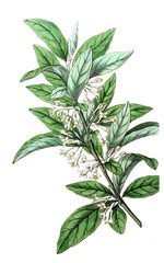 Illustration of plant