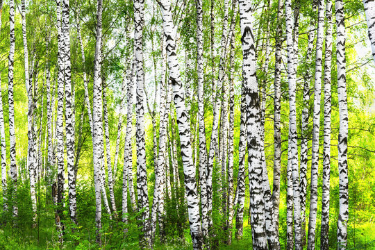 Fototapeta summer in sunny birch forest