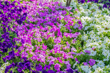 Colorful flowers of petunias blossom in the park (Petunia hybrida, Solanaceae)