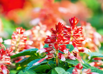 Close up of blooming red with white Salvia flowers in the park (Salvia splendens, Labiatae)