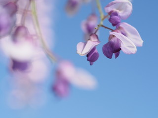 Fototapeta na wymiar hanging wisteria tunnel ashikaga tochigi japan in may